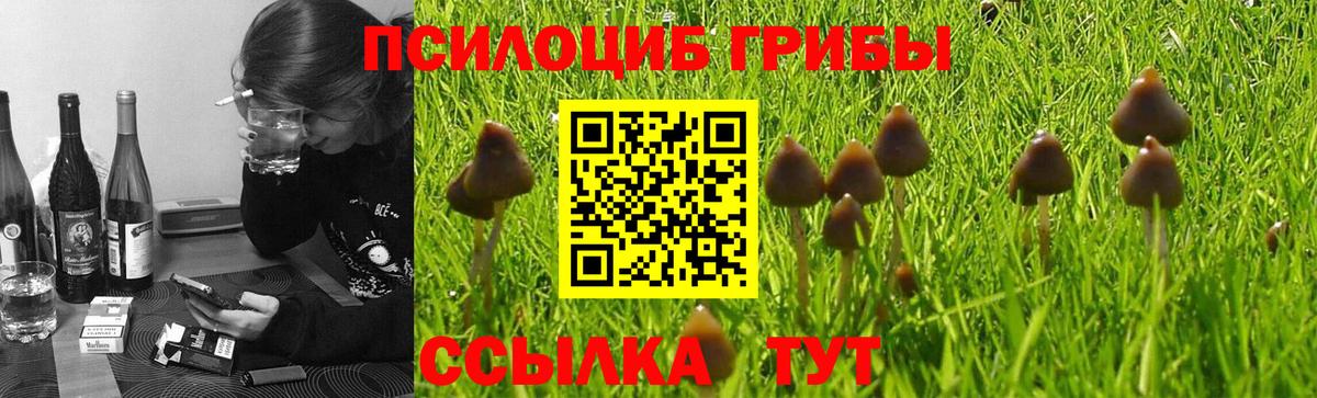 Псилоцибиновые грибы прущие грибы  Вход с VPN  Бутурлиновка 